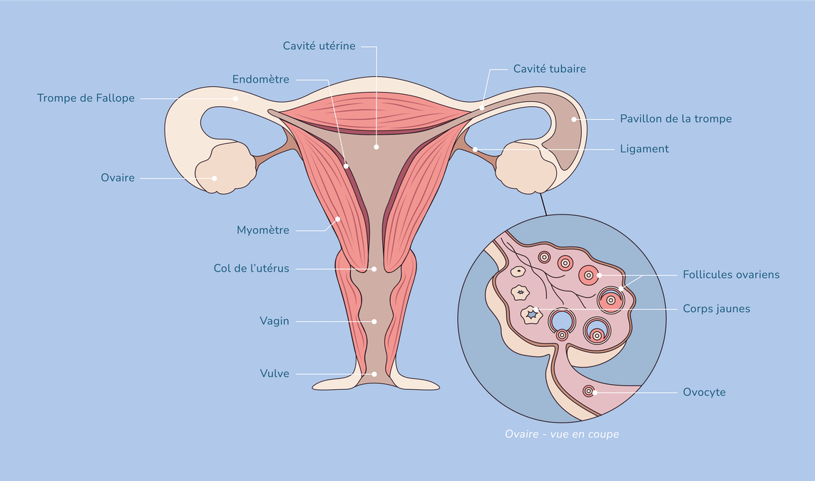 Schéma d'appareil reproducteur féminin